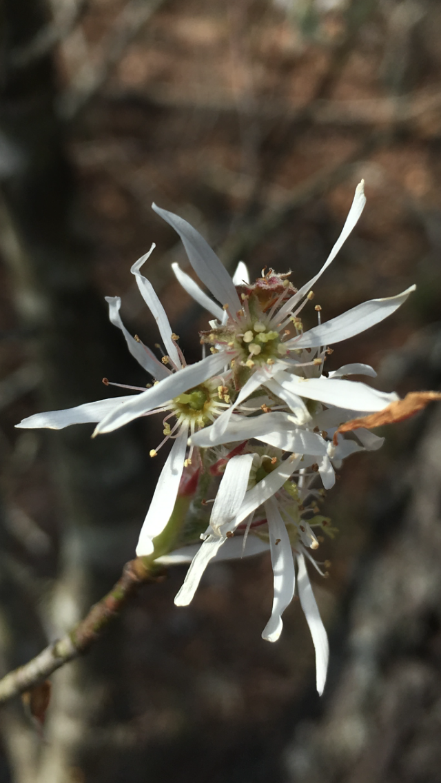 white flowers of Amelanchier arborescens (serviceberry)