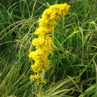 solidago nemoralis, gray goldenrod