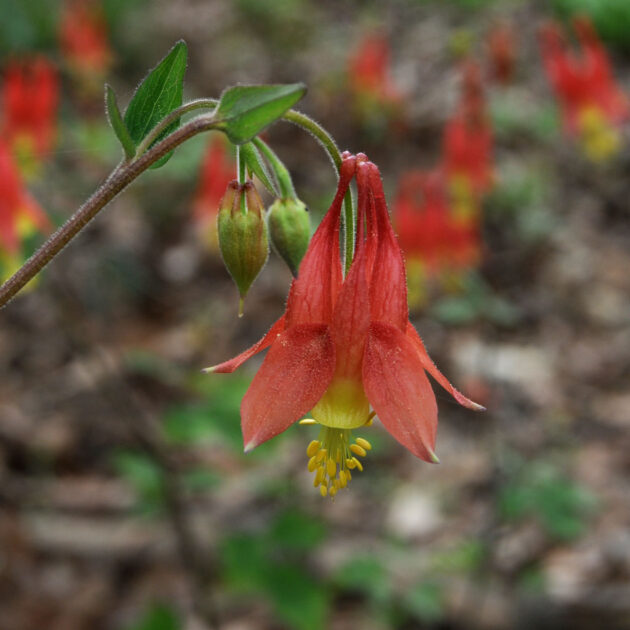 Showy bell-shaped flowers of red and yellow droop delicately from the stems of Aquilegia canadensis, or Red Columbine, from spring into midsummer.