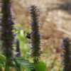 Pollinator on the inflorescence of the pollinator plant Agastache foeniculum, Anise Hyssop.