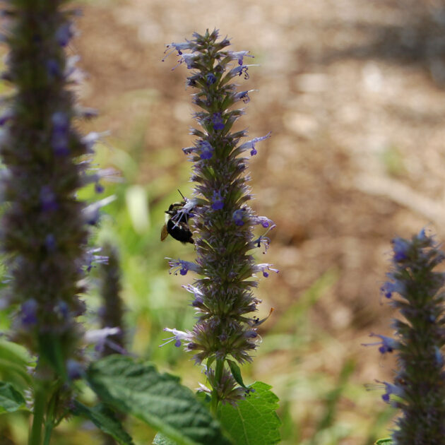 Agastache foeniculum, Anise Purple Hyssop, attracts numerous pollinators. Its erect stems are topped with long spikes of tubular blue purple flowers.