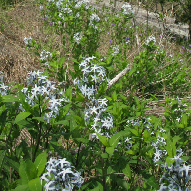 Field of Amsonia tabernaemontana (blue star) with light blue flowers