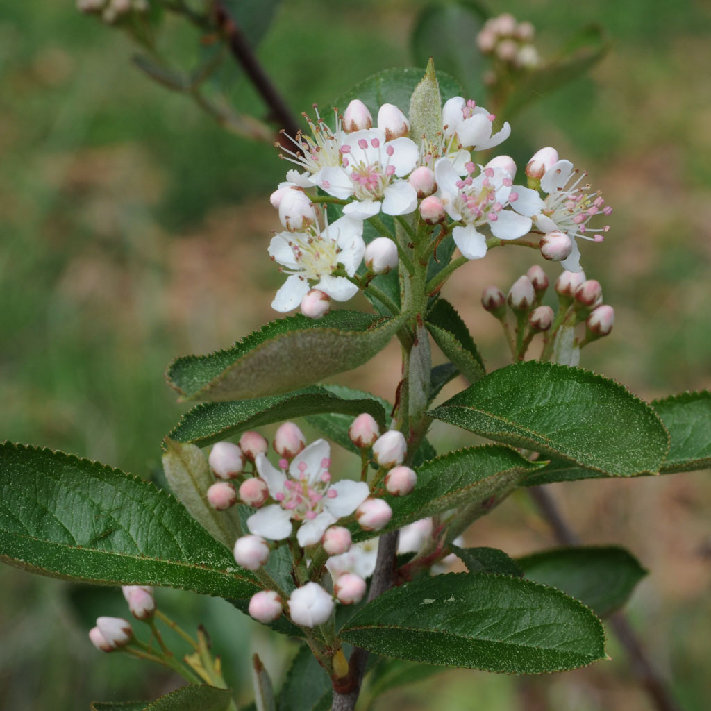 White and pink flowers and green foliage of Aronia arbutifolia (red chokeberry)