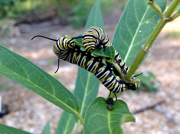 Two Monarch caterpillars eating the vegetative growth of the Georgia native Asclepias, Milkweed.