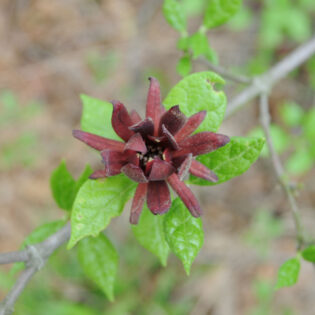 Red flower of Calycanthus floridus (sweetshrub)