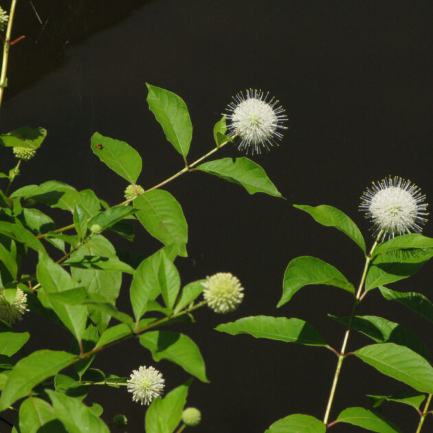 Cephalanthus occidentalis, Buttonbush, is a rounded and densely branched bushy shrub with numerous spiky, globular white flowers in late summer.