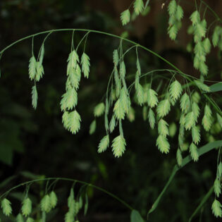 Light green seeds ripening on Chasmanthium latifolium (river oats)