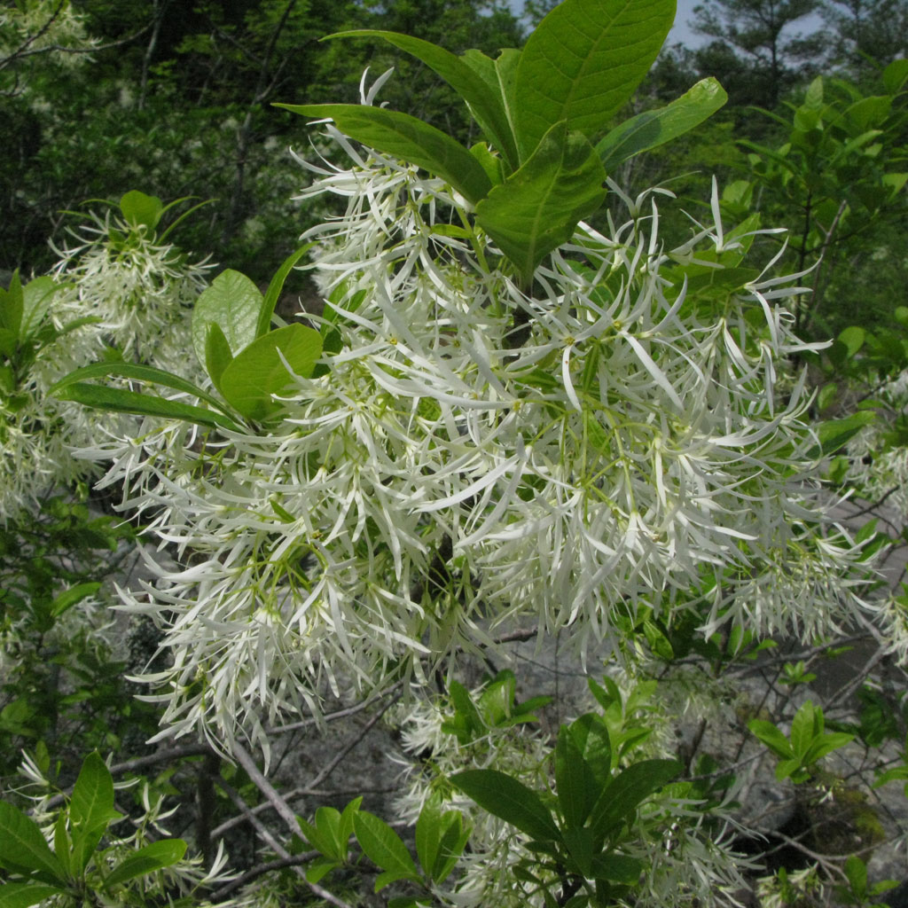 Chionanthus virginicus, White Fringetree - Beech Hollow Farms