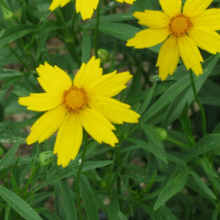 Coreopsis grandiflora, Large Flowered Coreopsis, is a cluster of semi-erect stems with dark green leaves topped with bright yellow daisy-like flowers.