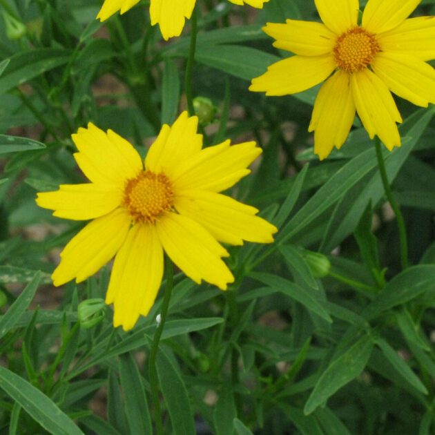Bright yellow flowers and green foliage of Coreopsis grandiflora (Coreopsis)