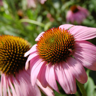Echinacea purpurea, Purple Coneflower, blooms singly on tall stems. Flowers have pink or lavender drooping rays around a domed, spiny, purple brown disc.
