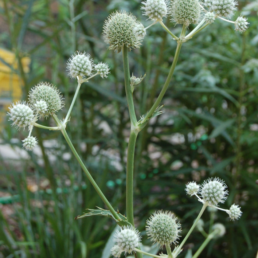 Eryngium yuccifolium (Rattlesnake Master), Rattlesnake Master Beech