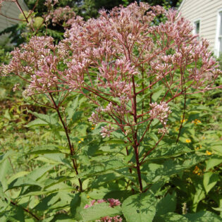 Eutrochium fistulosum, Joe Pye Weed, is an upright, clump-forming plant. Huge, domed clusters of fluffy pink flowers bloom atop its tall stems.