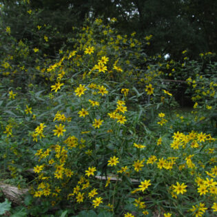 Helianthus divaricatus, Woodland Sunflower, form vibrant colonies. Upright stems teem with bright yellow daisy-like flowers and lance shaped leaves.