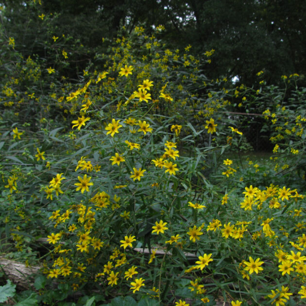 Clusters of Helianthus divericatus (woodland sunflower) with bright yellow flowers and green foliage