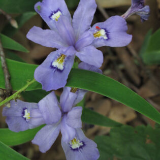Lavender flowers of Iris cristata (crested iris)
