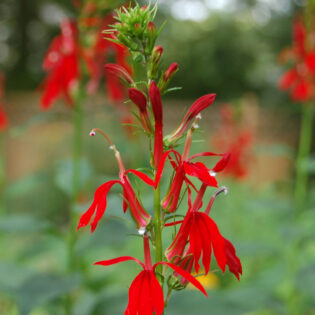 Hummingbirds love Lobelia cardinalis, Cardinal Flower. It grows erect terminal spikes of bright red tubular flowers on its unbranched stalks.