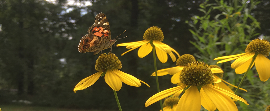 Shop Native Plants - Beech Hollow Farms