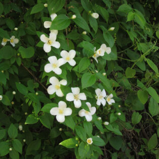 Philadelphus inodorus, Scentless Mock Orange, is a dense leafy shrub. Its large, cup-shaped, 4-petaled white flowers bloom in late Spring.