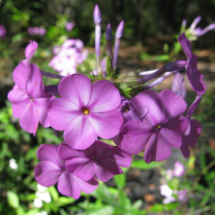 Phlox carolina (Carolina Phlox)