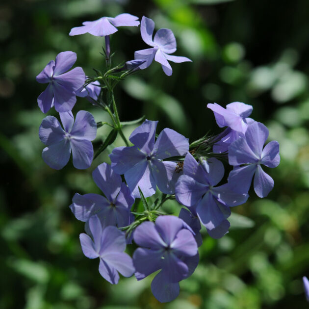 Phlox divaricata, Woodland Phlox, has low, spreading stems and dark green leaves. Large clusters of tubular lavender blue flowers bloom in Spring.