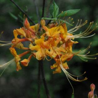 Yellow flowers of Rhododendron Austrinum