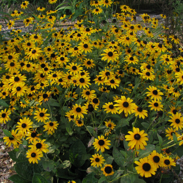 Field of yellow and brown Rudbeckia hirta flowers (black-eyed Susan)