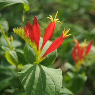 Scarlet and yellow flowers of Spigelia marilandica (Indian pink) in front of green foliage