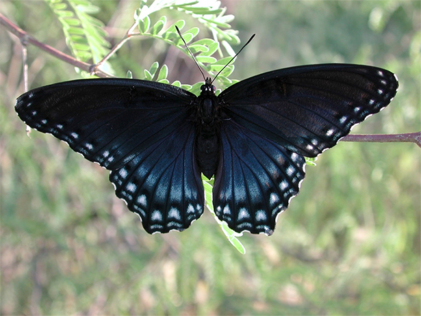 A red spotted purple (Limenitis arthemis) perched on a branch.