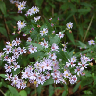 Symphyotrichum laterifolium, Calico Aster, has strings of small white flowers along its branching stems with central discs of yellow, purple and red.