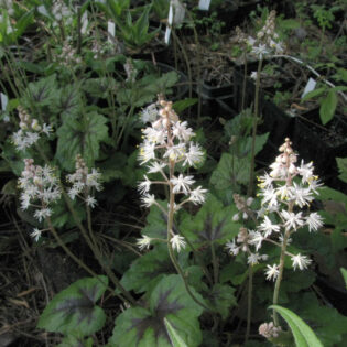 Tiarella cordifolia, Foamflower, has a cluster of deep purple and dark green basal leaves. It puts forth stalks of white star-like flowers in spring.