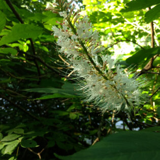 Aesculus parviflora, Bottlebrush Buckeye, is a small tree with dark green leaves. It produces long spikes of feathery white and pink flowers.