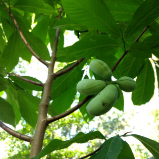 Asimina triloba, Pawpaw trees, bear edible fruits enjoyed by people and wildlife. The fruit’s sweet flavor is similar to banana, mango or pineapple.