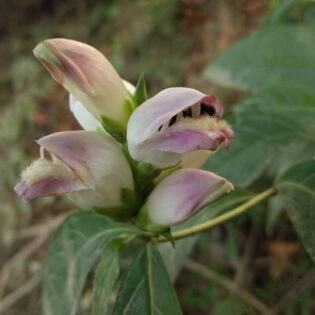 Chelona glabra, White Turtlehead, gets its common name from its unique pink and white flowers which closely resemble a turtle’s head.