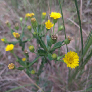 Chrysopsis mariana, Maryland Golden Aster form a rosette crowned in branching clusters of yellow daisy-like flowers.