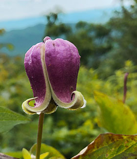 Clematis viorna, commonly called vasevine or leatherflower.
