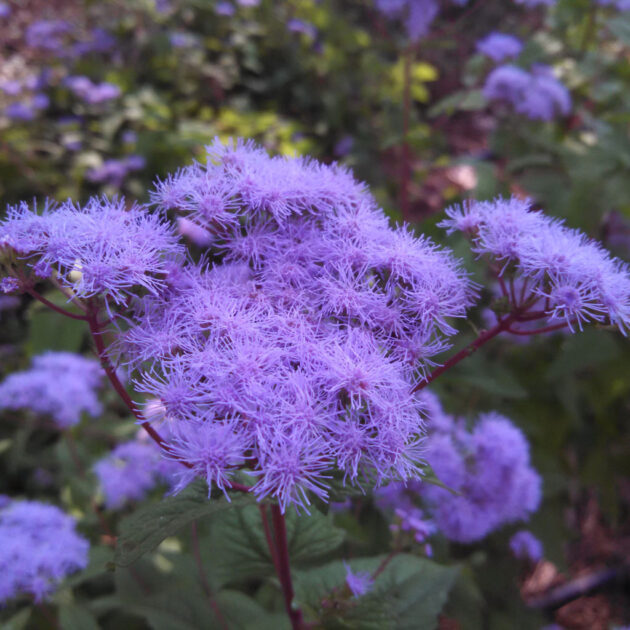 Conoclinium coelestinum, Blue Mistflower, is covered in multiple tufts of vibrant light purple downy flower clusters atop its red or purple hued stems.