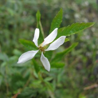 Small white flower of Gillenia stipulata (Indian physic)