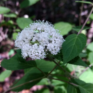 White flower cluster and green foliage of Hydrangea arborescens (woodland hydrangea)