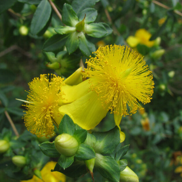 Hypericum frondosum, Cedarglade St. Johnswort, is a compact shrub with blue-green leaves. Each of its brilliant golden yellow flowers has a yellow pom-pom of stamens at the center.