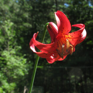 Red Canada Lily, Lilium canadensis, variety editorum.