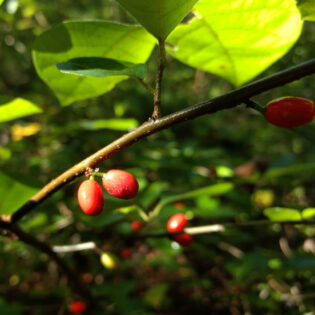 Lindera benzoin, Spicebush, has small bright red fruits in the fall, which are prized by native birds.