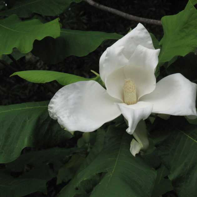 Large white flowers of Magnolia macrophylla (big leaf magnolia)