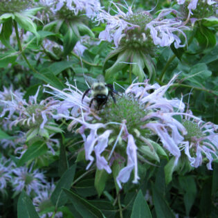 Monarda fistulosa, Wild Bergamot, blooms abundantly in frilly puffs of lavender, pink, or white. The flowers attract bees and other pollinators.