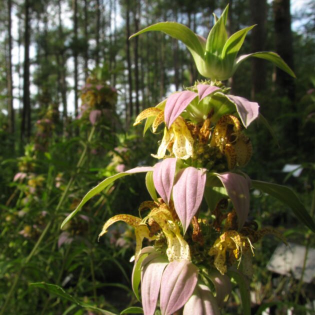 Monarda punctata, Spotted Beebalm, produces striking spotted yellow flowers above pink and green leaves.