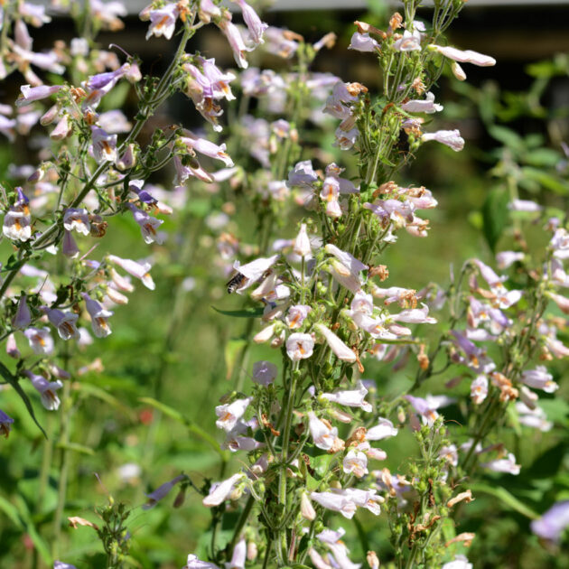 Penstemon australis, Beardtongue, is covered in tubular pink flowers. Strings of abundant bell-shaped blooms curve slightly downward from its upright stems.