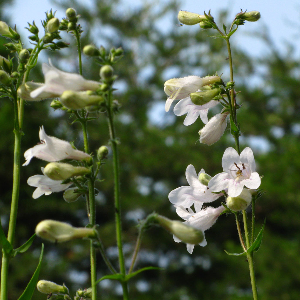 Penstemon digitalis (Foxglove Penstemon), Foxglove Beardtongue