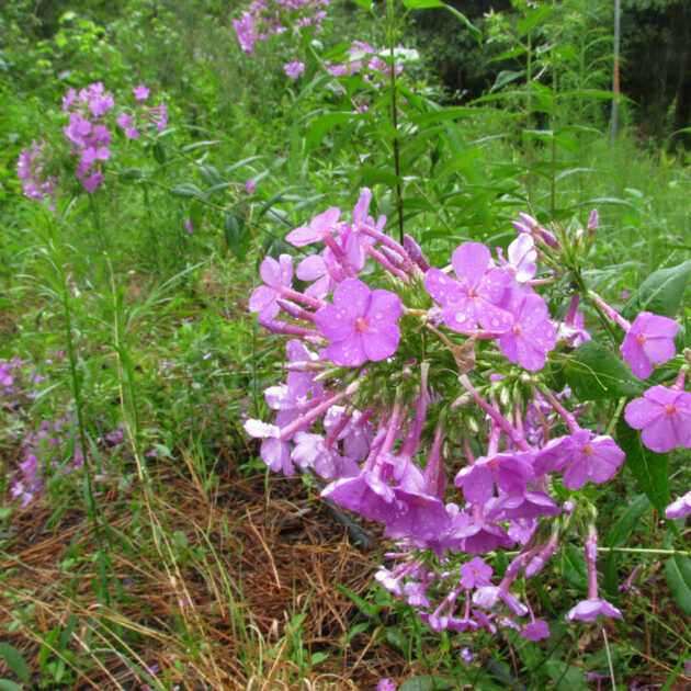 Phlox paniculata, Garden Phlox, is clump forming with large clusters of tubular pink flowers.