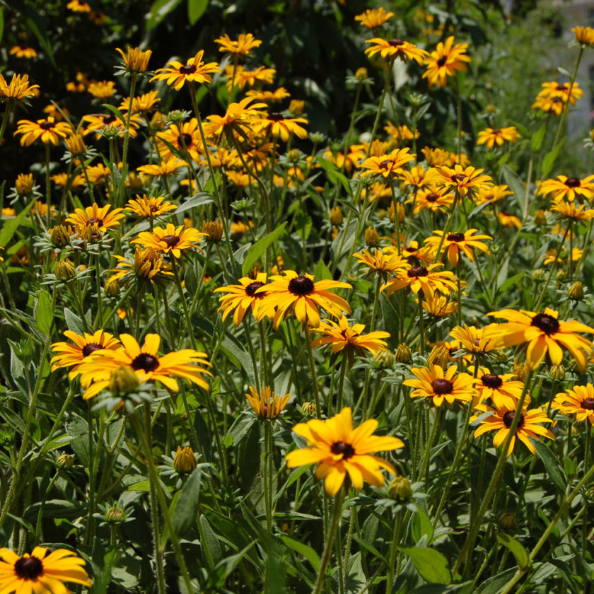 Top Ten Native Plants for a Diverse and Beautiful Yard Beech Hollow Farms