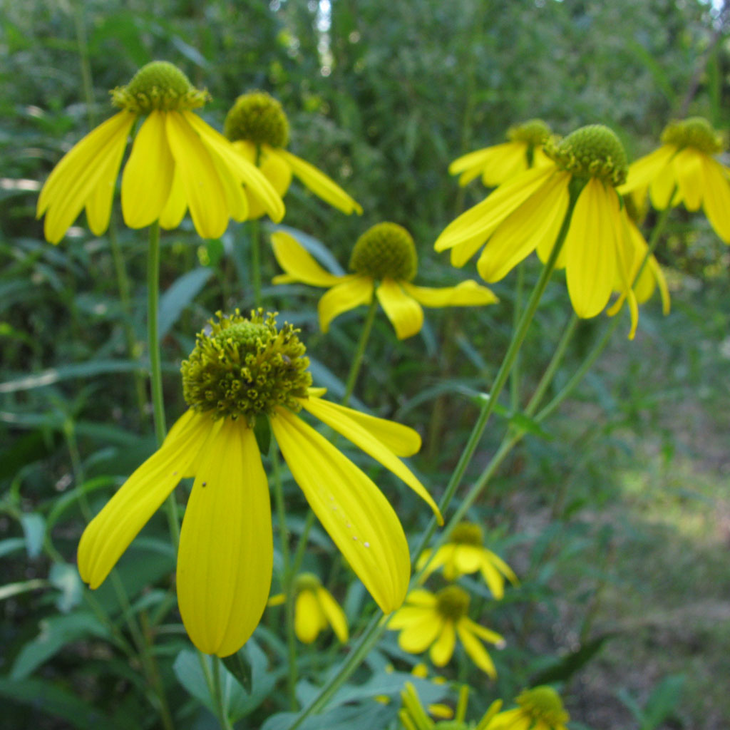 Rudbeckia triloba, Brown-Eyed Susan, attracts numerous pollinators to its bright yellow blooms.